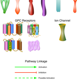 Cell Surface Receptors