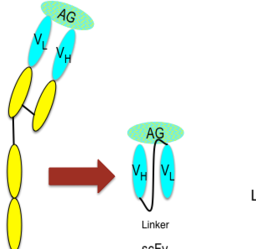 Antibody scFv