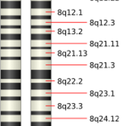 Human Chromosomes