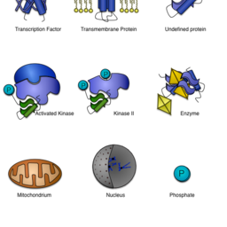 Cellular Components and Proteins